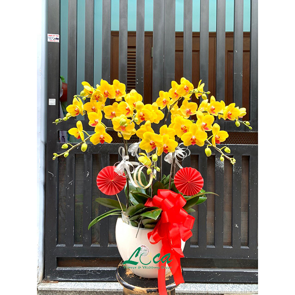 Lan hồ điệp mẫu 11